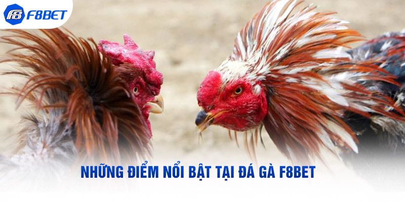 Những lý do bạn nên cá cược đá gà F8bet online