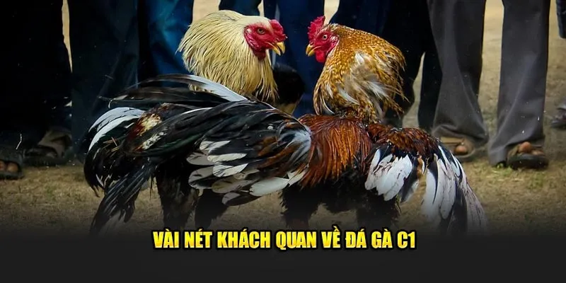 Trận đấu kịch tính tại đá gà C1